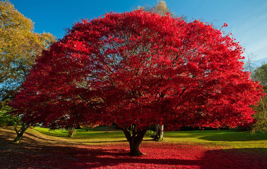 La Floraison des cerisiers au Japon - Sakura Zensen Red-tree