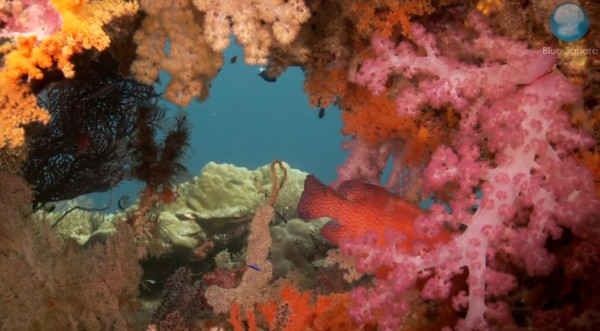 Wonders of the Sea - La beauté de nos fonds marins en vidéos