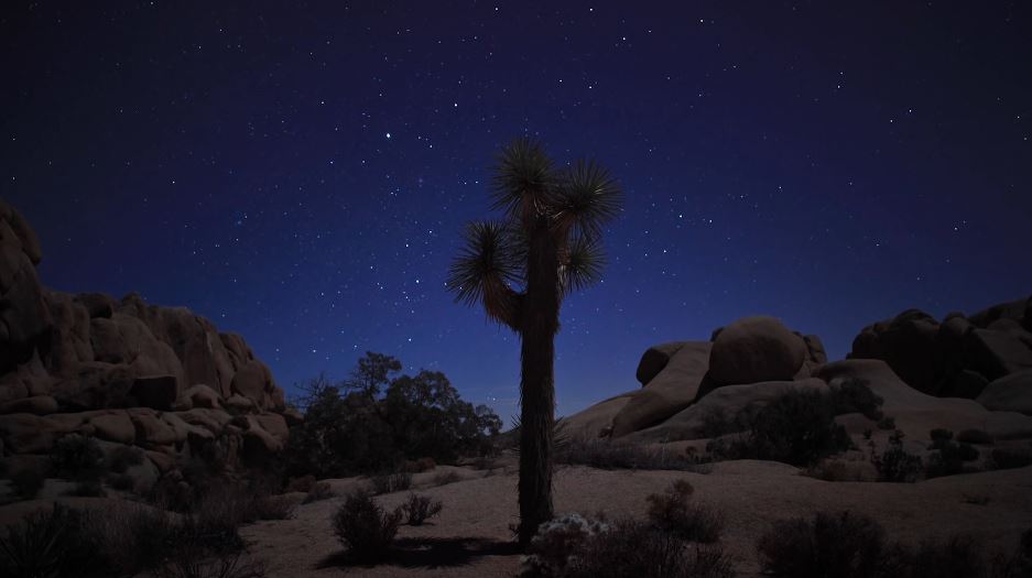 Joshua Tree dans toute sa splendeur