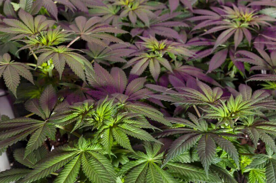 Des Plants De Cannabis